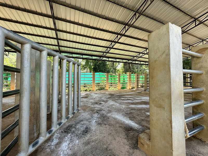 【亞洲，泰國，普吉島】在普吉島大象叢林保護區Green Elephant Sanctuary Park Phuket 餵食大象，跟大象洗