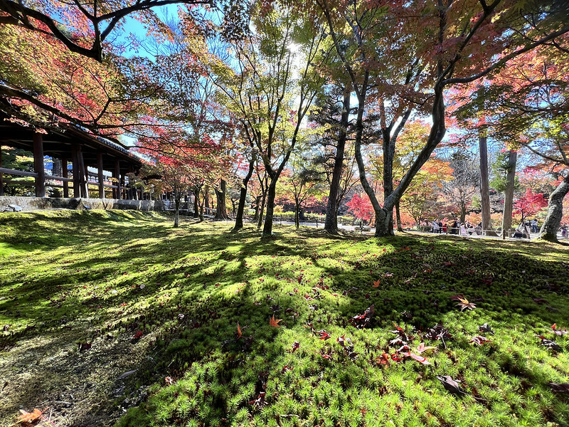 【亞洲,日本,京都】東福寺,關西最有名的賞楓名所,京都第一賞楓景點。(京都旅遊,京都景點)