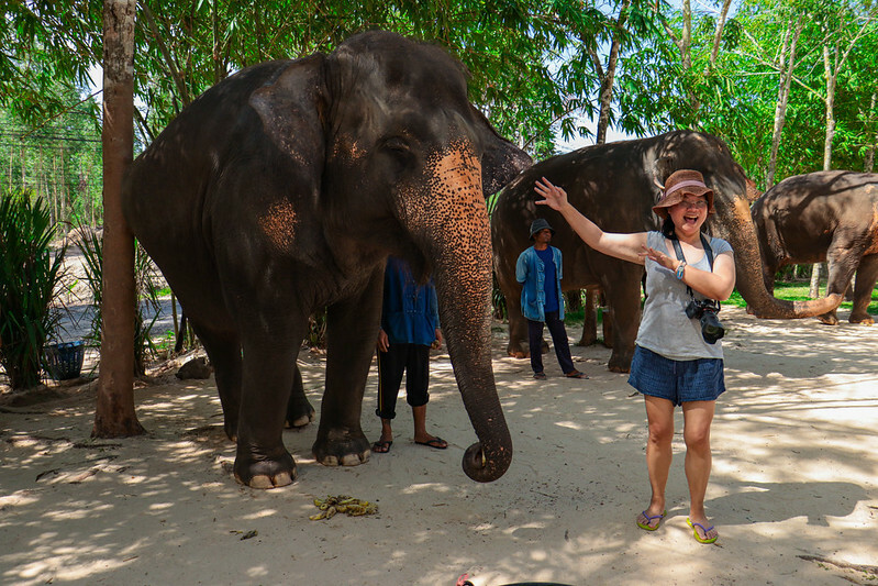 【亞洲，泰國，普吉島】在普吉島大象叢林保護區Green Elephant Sanctuary Park Phuket 餵食大象，跟大象洗