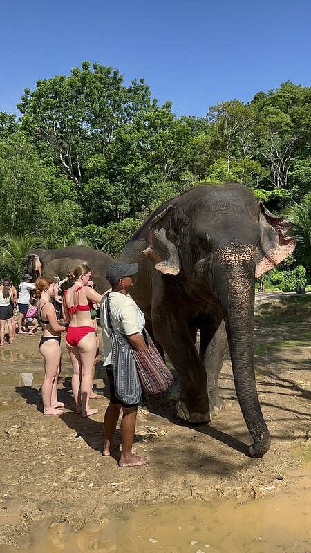 【亞洲，泰國，普吉島】在普吉島大象叢林保護區Green Elephant Sanctuary Park Phuket 餵食大象，跟大象洗