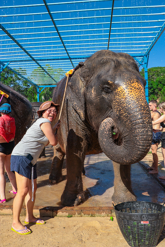 【亞洲，泰國，普吉島】在普吉島大象叢林保護區Green Elephant Sanctuary Park Phuket 餵食大象，跟大象洗