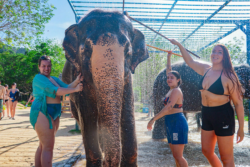 【亞洲，泰國，普吉島】在普吉島大象叢林保護區Green Elephant Sanctuary Park Phuket 餵食大象，跟大象洗