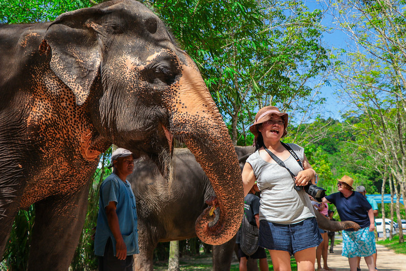 【亞洲，泰國，普吉島】在普吉島大象叢林保護區Green Elephant Sanctuary Park Phuket 餵食大象，跟大象洗