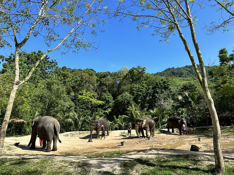 【亞洲，泰國，普吉島】在普吉島大象叢林保護區Green Elephant Sanctuary Park Phuket 餵食大象，跟大象洗
