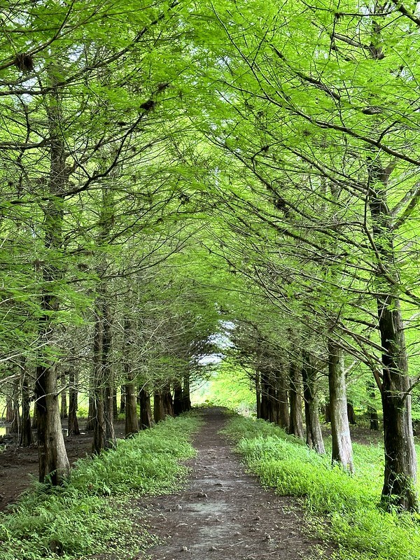 【台灣，花蓮】台灣好行縱谷花蓮線郵輪式公車玩花蓮；搭公車遊：慶修院、鯉魚潭、花蓮觀光糖廠、雲山水、松