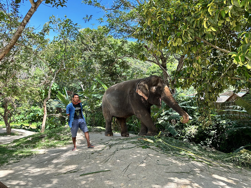 【亞洲，泰國，普吉島】在普吉島大象叢林保護區Green Elephant Sanctuary Park Phuket 餵食大象，跟大象洗