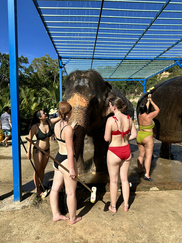 【亞洲，泰國，普吉島】在普吉島大象叢林保護區Green Elephant Sanctuary Park Phuket 餵食大象，跟大象洗