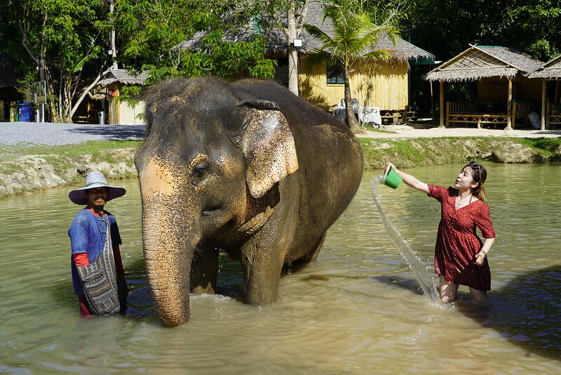 【亞洲，泰國，普吉島】在普吉島大象叢林保護區Green Elephant Sanctuary Park Phuket 餵食大象，跟大象洗