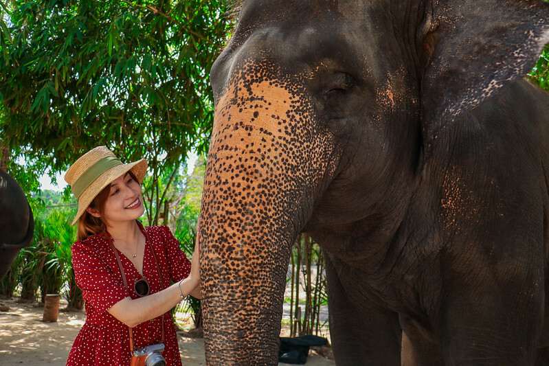 【亞洲，泰國，普吉島】在普吉島大象叢林保護區Green Elephant Sanctuary Park Phuket 餵食大象，跟大象洗
