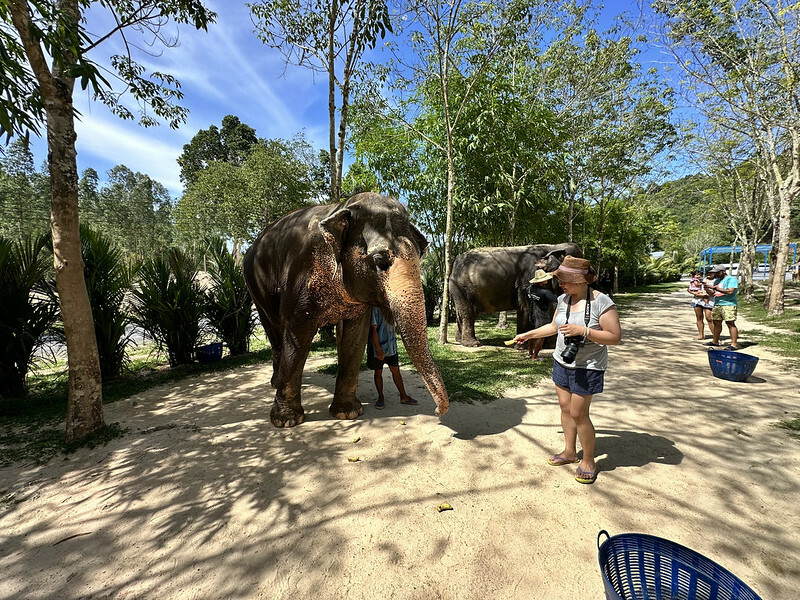 【亞洲，泰國，普吉島】在普吉島大象叢林保護區Green Elephant Sanctuary Park Phuket 餵食大象，跟大象洗
