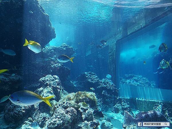 沖繩海洋博公園【沖繩美麗海水族館】親子必遊亞洲最大沖繩黑潮之海-鯨鯊鬼蝠魟/海豚表演秀