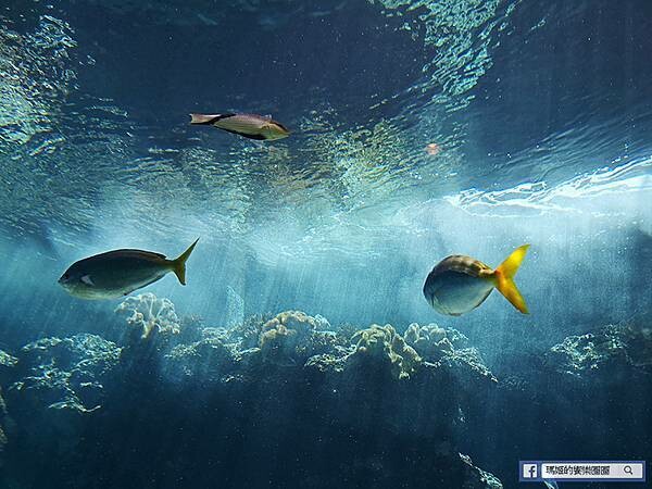 沖繩海洋博公園【沖繩美麗海水族館】親子必遊亞洲最大沖繩黑潮之海-鯨鯊鬼蝠魟/海豚表演秀