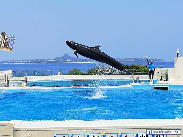 沖繩海洋博公園【沖繩美麗海水族館】親子必遊亞洲最大沖繩黑潮之海-鯨鯊鬼蝠魟/海豚表演秀