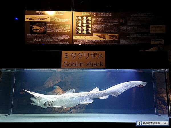 沖繩海洋博公園【沖繩美麗海水族館】親子必遊亞洲最大沖繩黑潮之海-鯨鯊鬼蝠魟/海豚表演秀