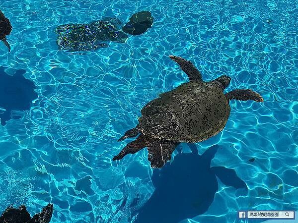沖繩海洋博公園【沖繩美麗海水族館】親子必遊亞洲最大沖繩黑潮之海-鯨鯊鬼蝠魟/海豚表演秀