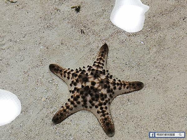 沖繩海洋博公園【沖繩美麗海水族館】親子必遊亞洲最大沖繩黑潮之海-鯨鯊鬼蝠魟/海豚表演秀