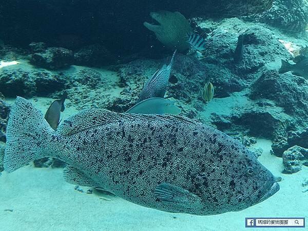 沖繩海洋博公園【沖繩美麗海水族館】親子必遊亞洲最大沖繩黑潮之海-鯨鯊鬼蝠魟/海豚表演秀