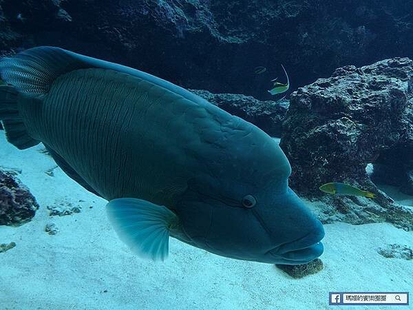 沖繩海洋博公園【沖繩美麗海水族館】親子必遊亞洲最大沖繩黑潮之海-鯨鯊鬼蝠魟/海豚表演秀