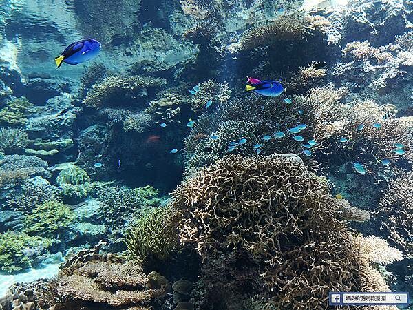 沖繩海洋博公園【沖繩美麗海水族館】親子必遊亞洲最大沖繩黑潮之海-鯨鯊鬼蝠魟/海豚表演秀