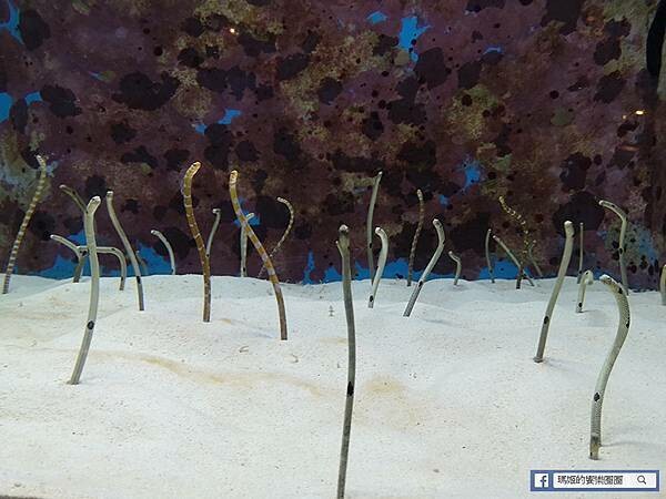 沖繩海洋博公園【沖繩美麗海水族館】親子必遊亞洲最大沖繩黑潮之海-鯨鯊鬼蝠魟/海豚表演秀