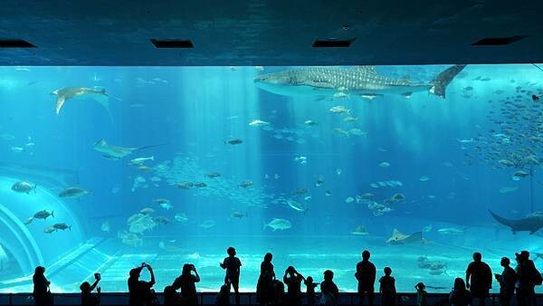沖繩海洋博公園【沖繩美麗海水族館】親子必遊亞洲最大沖繩黑潮之海-鯨鯊鬼蝠魟/海豚表演秀