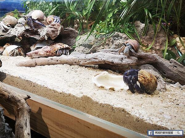 沖繩海洋博公園【沖繩美麗海水族館】親子必遊亞洲最大沖繩黑潮之海-鯨鯊鬼蝠魟/海豚表演秀