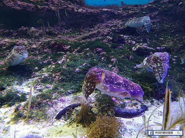 沖繩海洋博公園【沖繩美麗海水族館】親子必遊亞洲最大沖繩黑潮之海-鯨鯊鬼蝠魟/海豚表演秀