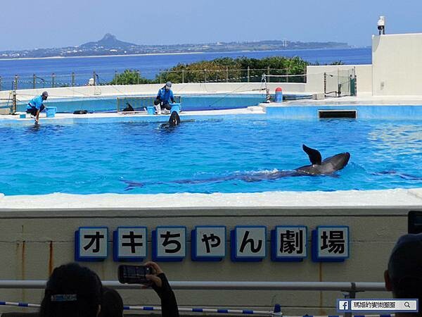 沖繩海洋博公園【沖繩美麗海水族館】親子必遊亞洲最大沖繩黑潮之海-鯨鯊鬼蝠魟/海豚表演秀