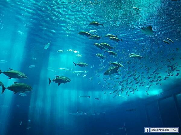 沖繩海洋博公園【沖繩美麗海水族館】親子必遊亞洲最大沖繩黑潮之海-鯨鯊鬼蝠魟/海豚表演秀