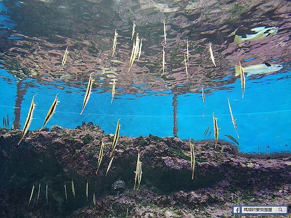 沖繩海洋博公園【沖繩美麗海水族館】親子必遊亞洲最大沖繩黑潮之海-鯨鯊鬼蝠魟/海豚表演秀