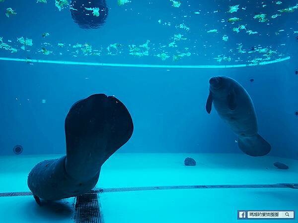 沖繩海洋博公園【沖繩美麗海水族館】親子必遊亞洲最大沖繩黑潮之海-鯨鯊鬼蝠魟/海豚表演秀