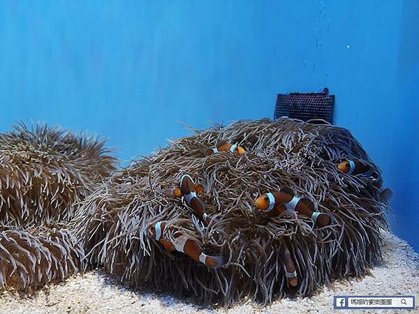 沖繩海洋博公園【沖繩美麗海水族館】親子必遊亞洲最大沖繩黑潮之海-鯨鯊鬼蝠魟/海豚表演秀