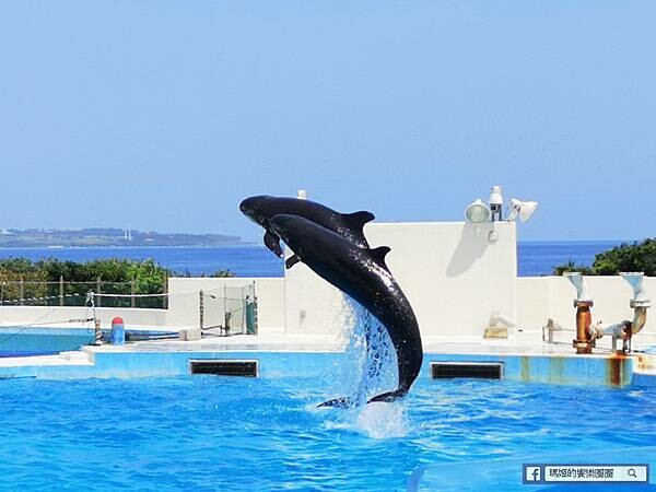 沖繩海洋博公園【沖繩美麗海水族館】親子必遊亞洲最大沖繩黑潮之海-鯨鯊鬼蝠魟/海豚表演秀