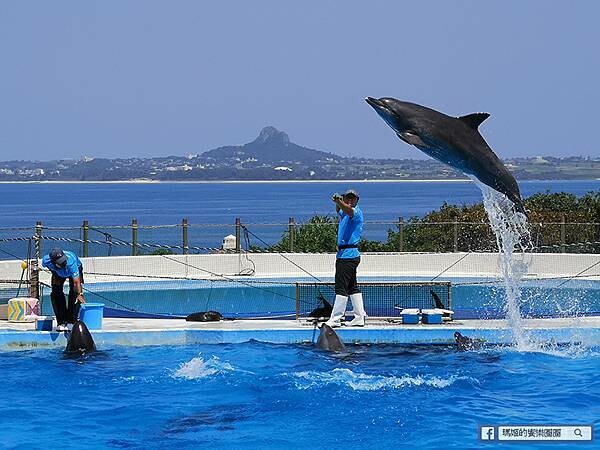 沖繩海洋博公園【沖繩美麗海水族館】親子必遊亞洲最大沖繩黑潮之海-鯨鯊鬼蝠魟/海豚表演秀