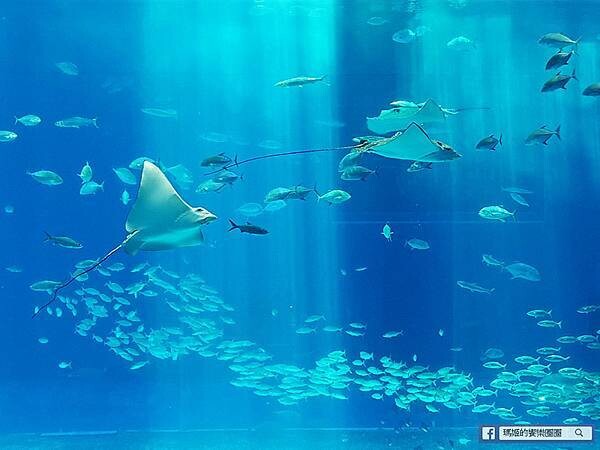 沖繩海洋博公園【沖繩美麗海水族館】親子必遊亞洲最大沖繩黑潮之海-鯨鯊鬼蝠魟/海豚表演秀