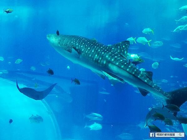 沖繩海洋博公園【沖繩美麗海水族館】親子必遊亞洲最大沖繩黑潮之海-鯨鯊鬼蝠魟/海豚表演秀