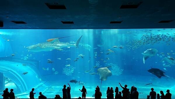 沖繩海洋博公園【沖繩美麗海水族館】親子必遊亞洲最大沖繩黑潮之海-鯨鯊鬼蝠魟/海豚表演秀
