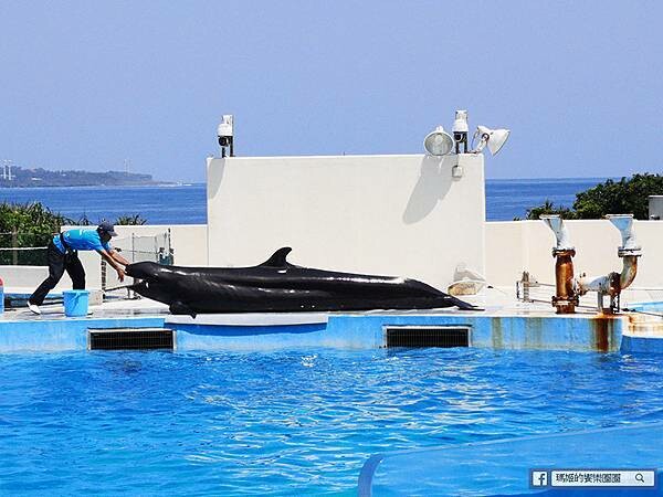 沖繩海洋博公園【沖繩美麗海水族館】親子必遊亞洲最大沖繩黑潮之海-鯨鯊鬼蝠魟/海豚表演秀