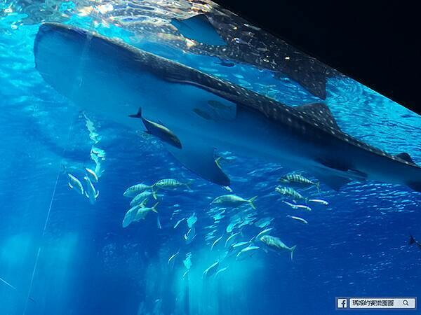 沖繩海洋博公園【沖繩美麗海水族館】親子必遊亞洲最大沖繩黑潮之海-鯨鯊鬼蝠魟/海豚表演秀