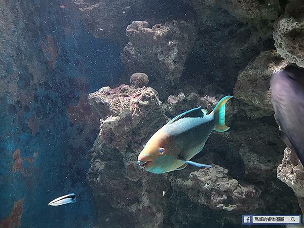 沖繩海洋博公園【沖繩美麗海水族館】親子必遊亞洲最大沖繩黑潮之海-鯨鯊鬼蝠魟/海豚表演秀