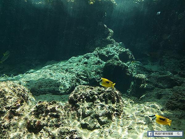 沖繩海洋博公園【沖繩美麗海水族館】親子必遊亞洲最大沖繩黑潮之海-鯨鯊鬼蝠魟/海豚表演秀