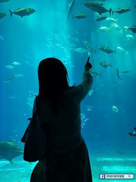 沖繩海洋博公園【沖繩美麗海水族館】親子必遊亞洲最大沖繩黑潮之海-鯨鯊鬼蝠魟/海豚表演秀
