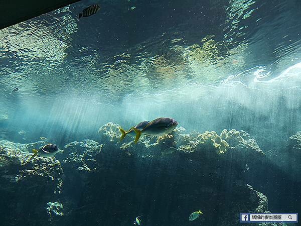 沖繩海洋博公園【沖繩美麗海水族館】親子必遊亞洲最大沖繩黑潮之海-鯨鯊鬼蝠魟/海豚表演秀