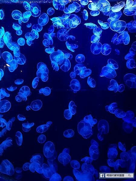 沖繩海洋博公園【沖繩美麗海水族館】親子必遊亞洲最大沖繩黑潮之海-鯨鯊鬼蝠魟/海豚表演秀