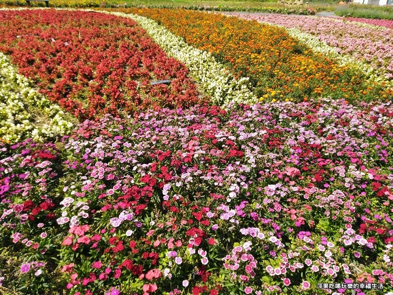 【台東。成功鎮】2023年成功花海6.jpg