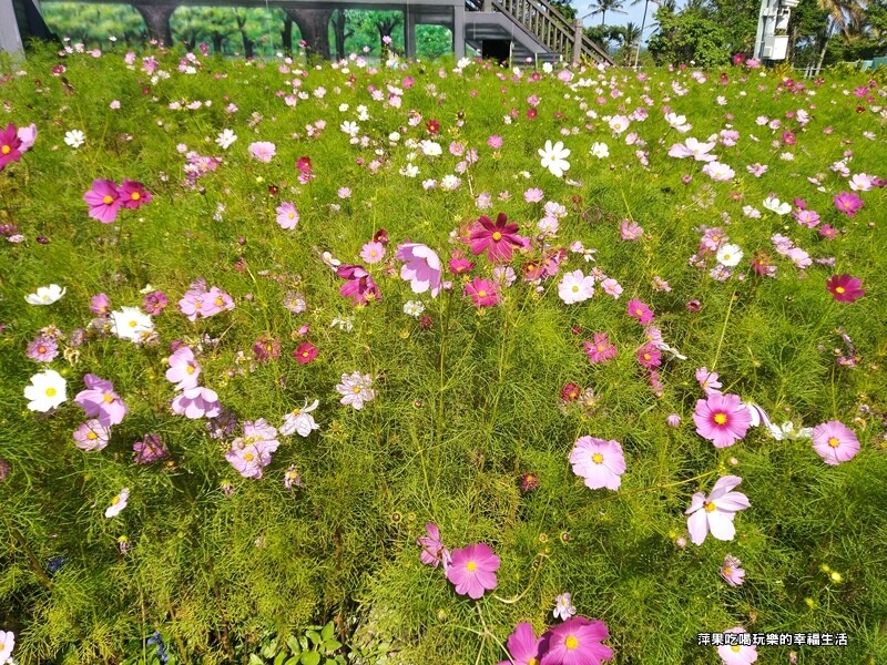 【台東。成功鎮】2023年成功花海5.jpg