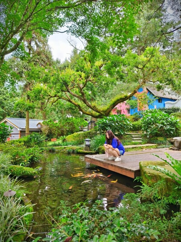 溪頭聽濤園渡假山莊.東方美學的優質民宿