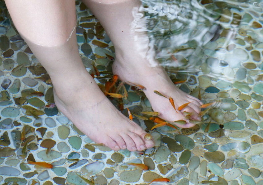 溪頭聽濤園渡假山莊.東方美學的優質民宿