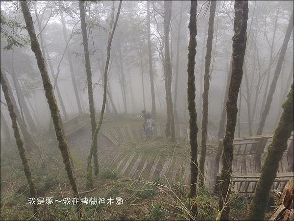 棲蘭神木園105.jpg