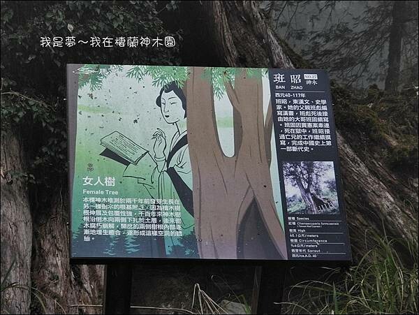 棲蘭神木園56.jpg